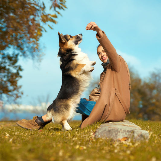 BLOG - Hundekekse mit 4 Zutaten