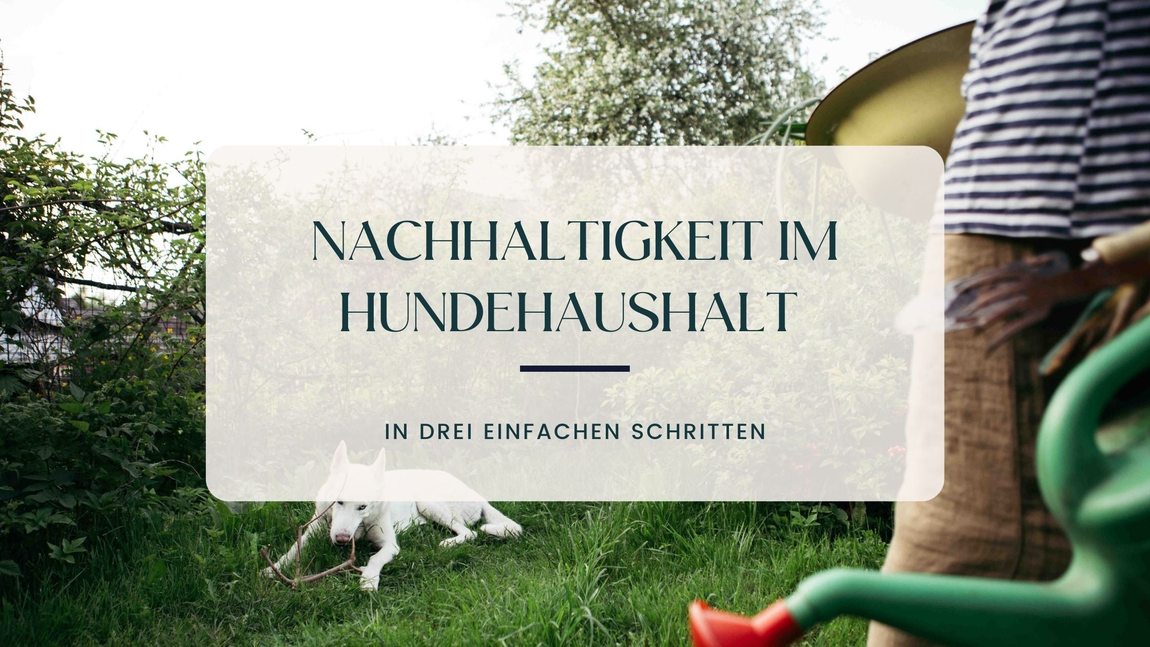 Drei einfache Schritte für mehr Nachhaltigkeit im Hundehaushalt Banner für den Blog-Artikel: Drei einfache Schritte wie man nachhaltiger mit Hund leben kann