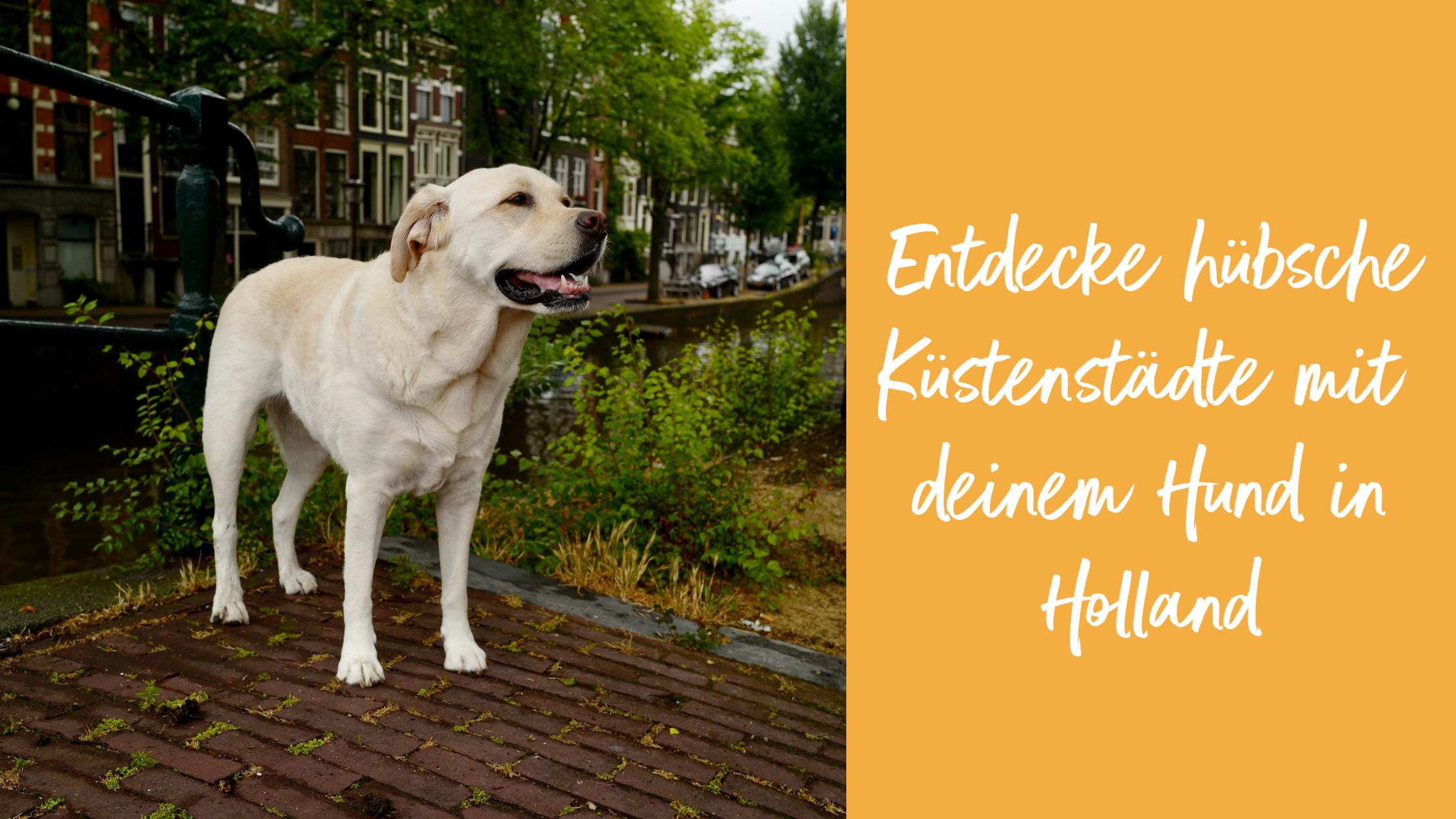 Ein Golden Retriever steht an einem holländischen Kanal waehrend im Hintergrund typisch niederlaendische Backsteinhaeuser zu erkennen sind