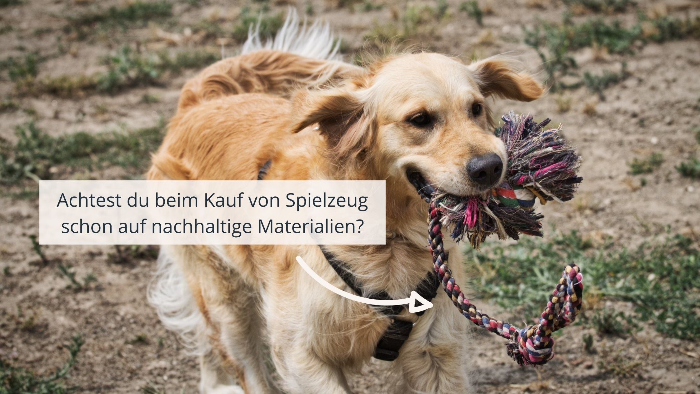 Brauner Hund mit Spielzeug im Mund Hund mit buntem Spielseil im Mund. Daneben Text: