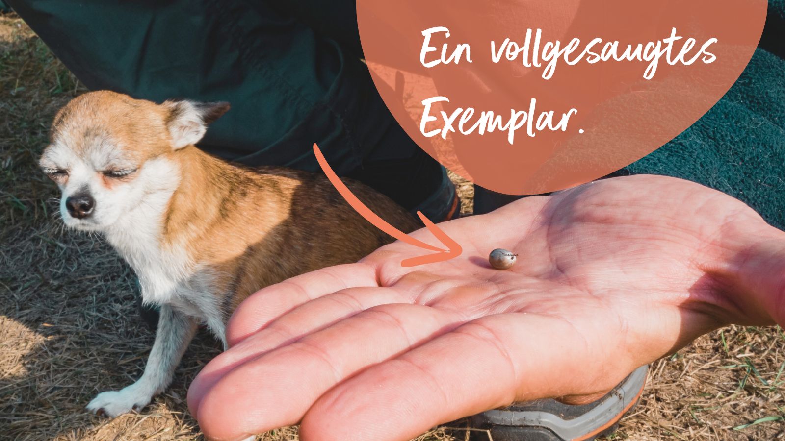 Vollgesaugte Zecke in Hand Eine vollgesaugte Zecke in einer Hand - dahinter ein kleiner Hund der in der Sonne sitzt und die Augen geschlossen hat.