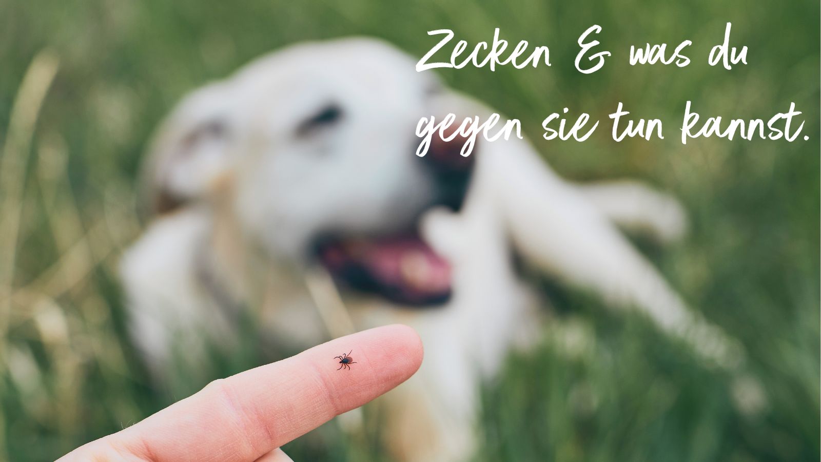 Weißer Hund liegt im hohen Gras Finger mit einer Zecke drauf, und ein weißer Hintergund hecheln im Hintergrund, der im hohen Gras liegt. Daneben die Schrift