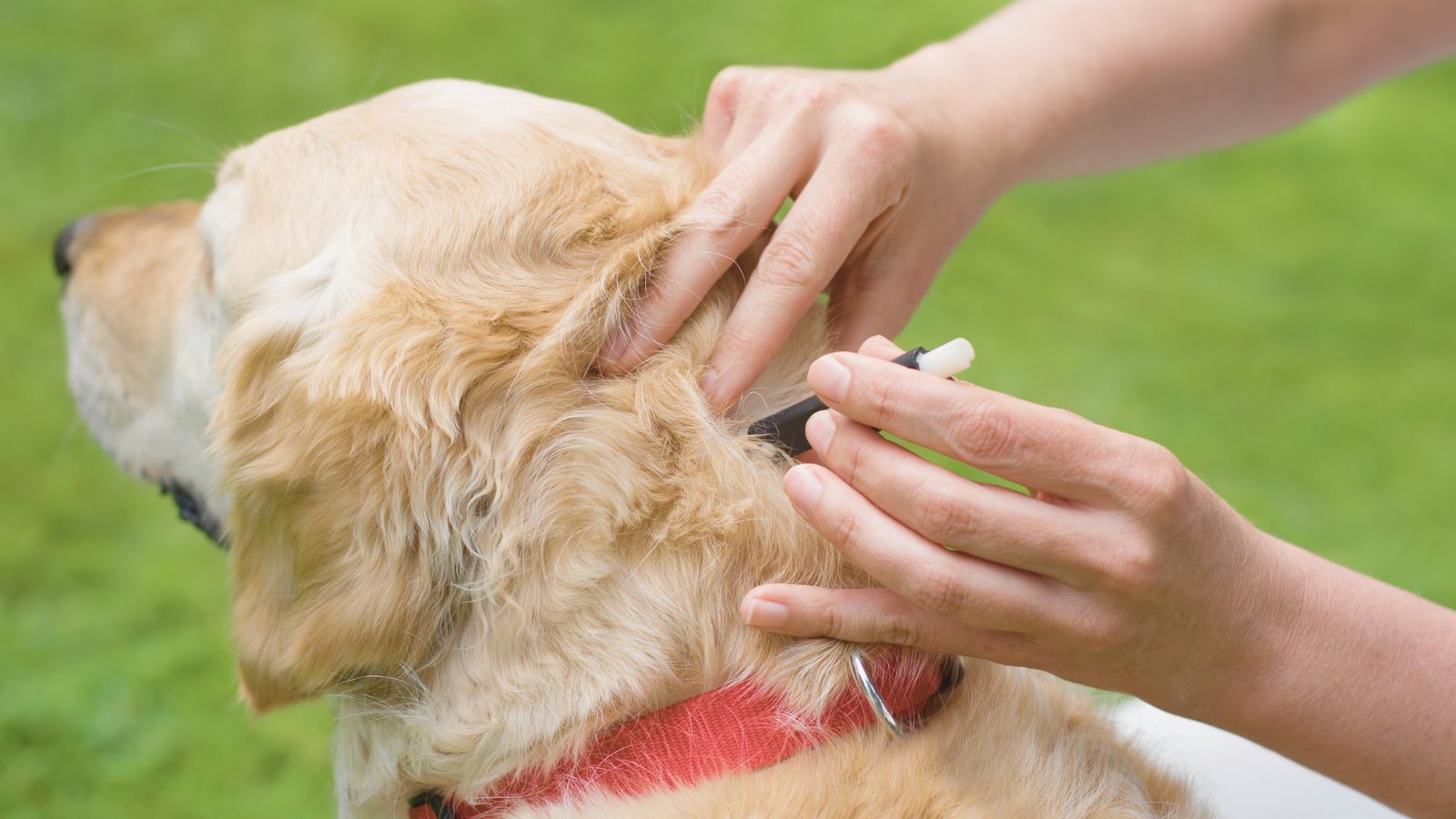 Heller Hund mit rotem Halsband Heller Hund mit rotem Halsband der mit einer Pinzette nach Zecken abgesucht wird