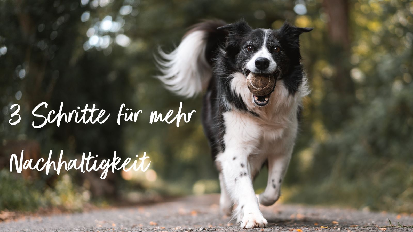Schwarz-weißer Hund mit Ball im Mund Schwarz-weißer Hund der einen Waldweg entlang läuft und einen Ball im Mund trägt. Daneben Text