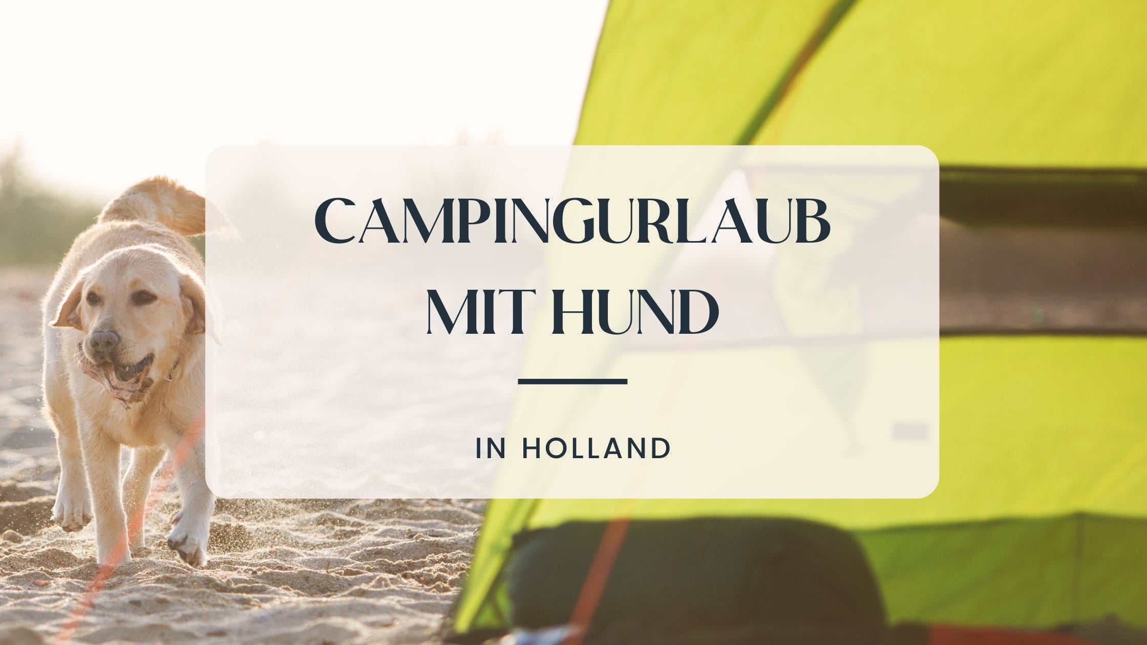 Hund läuft am Strand daneben ist ein Campingzelt zu sehen