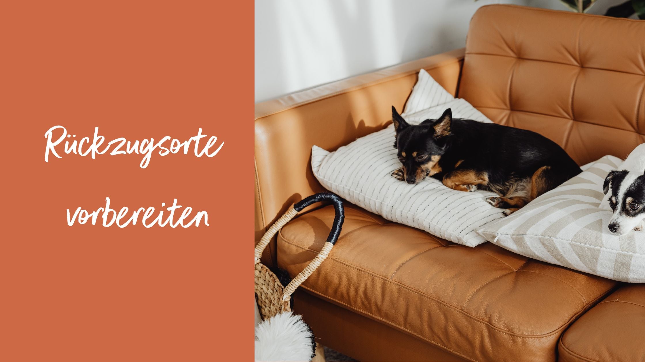 Entspannter Hund schläft auf braunem Ledersofa, daneben Schrift 