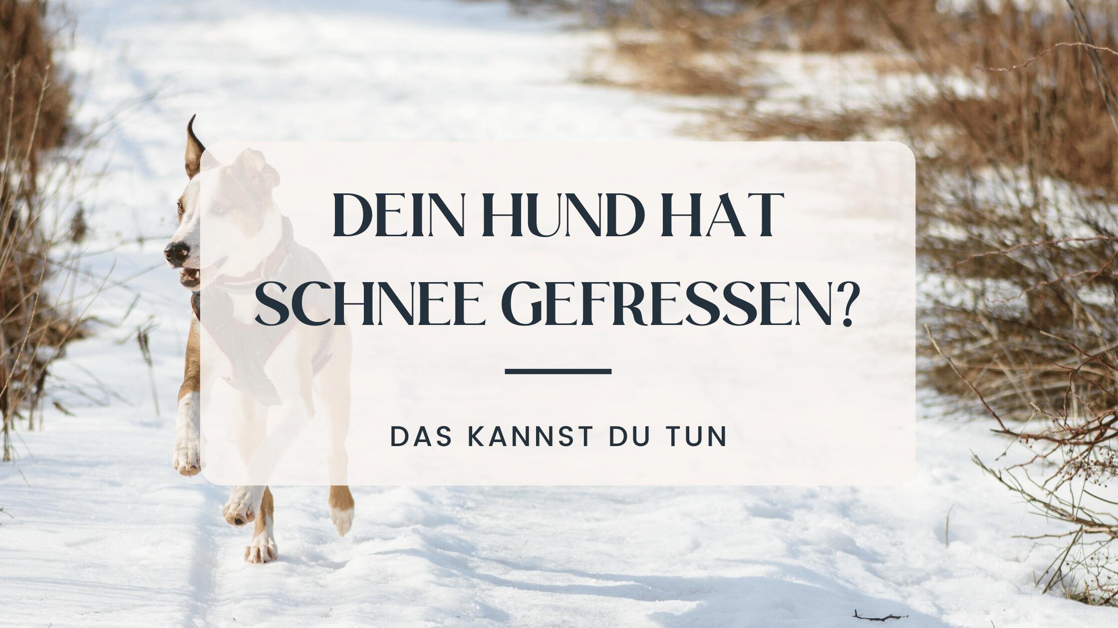 Hund frisst Schnee