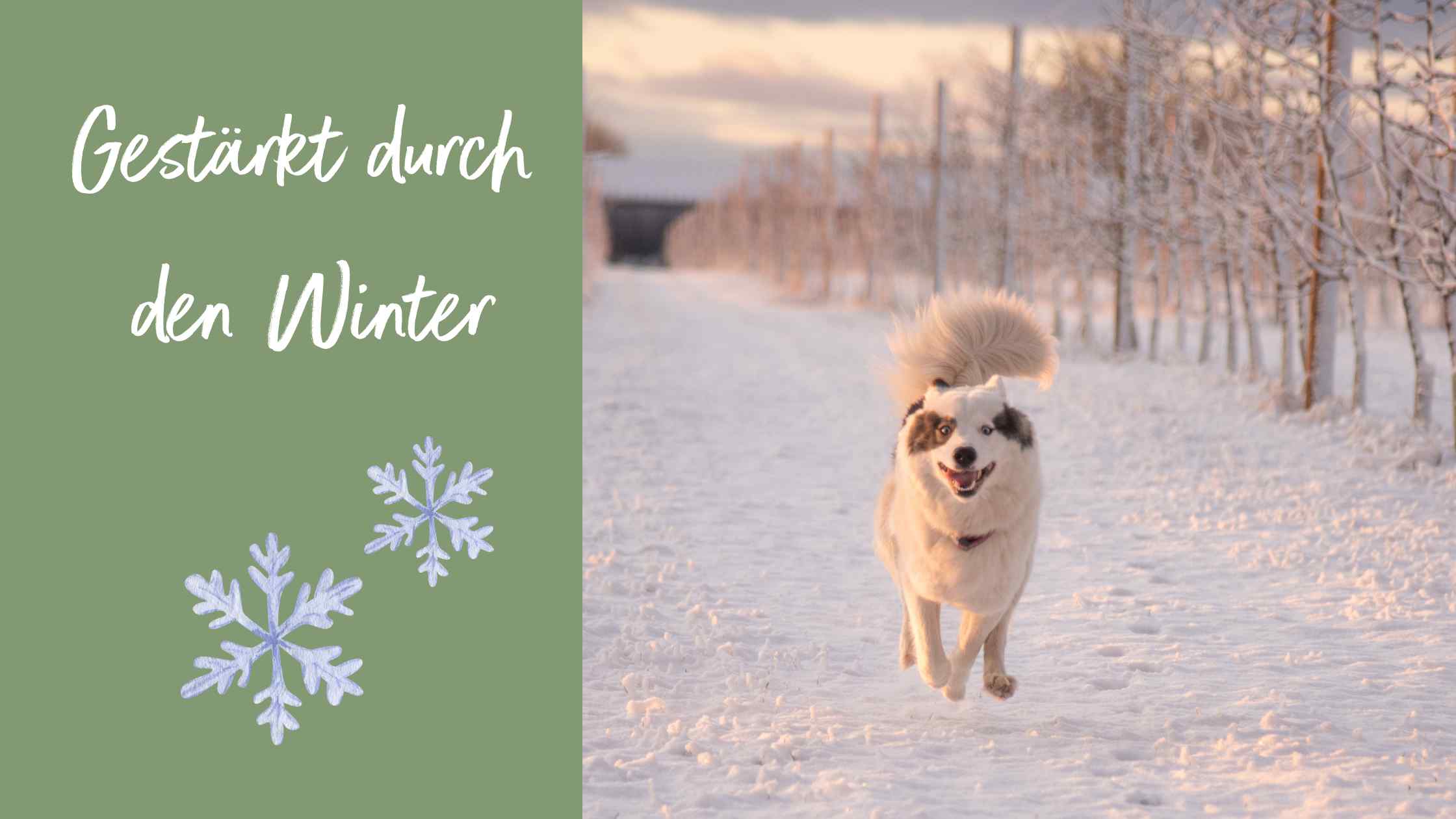 Hund rennt über einen verschneiten Feldweg mit Weinberg im Hintergrund