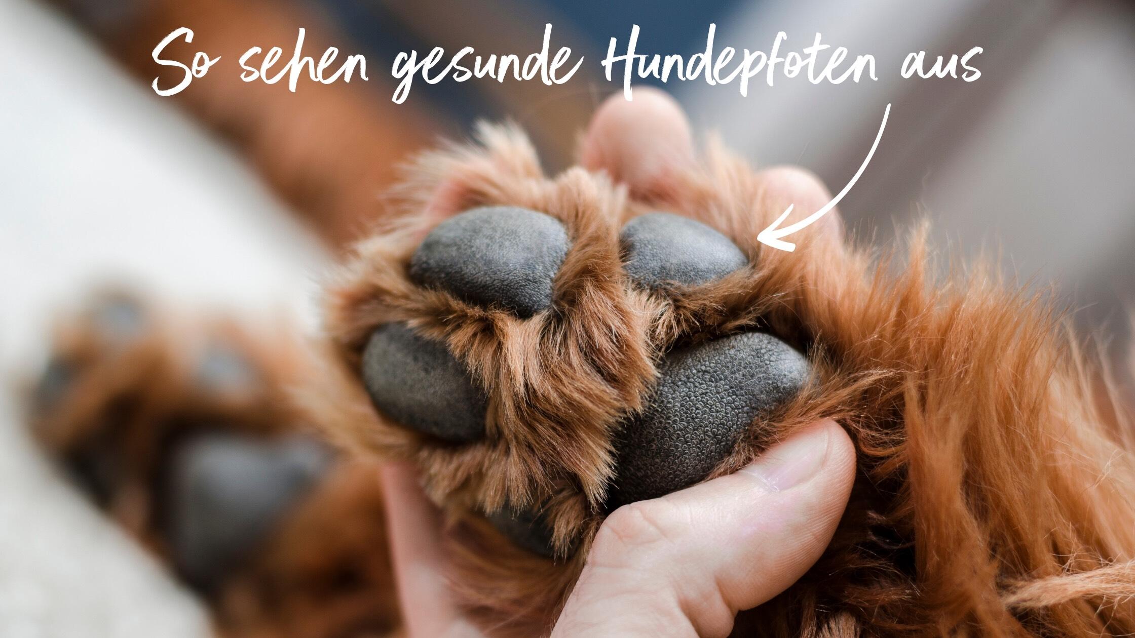 Aussehen von gesunden Hundepfoten