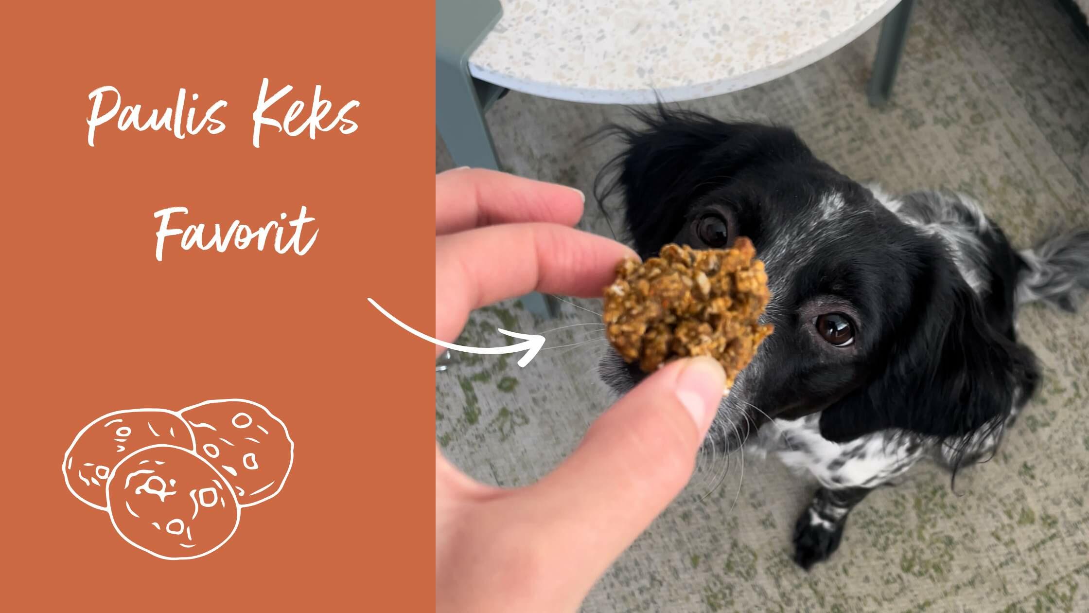 Bild von selbstgemachten Hundekeksen mit Kürbis