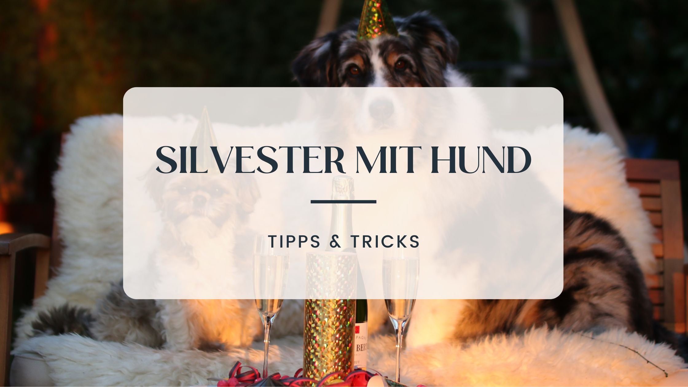 Silvester mit Hund - Tipps & Tricks für einen entspannten Hund an Silvester
