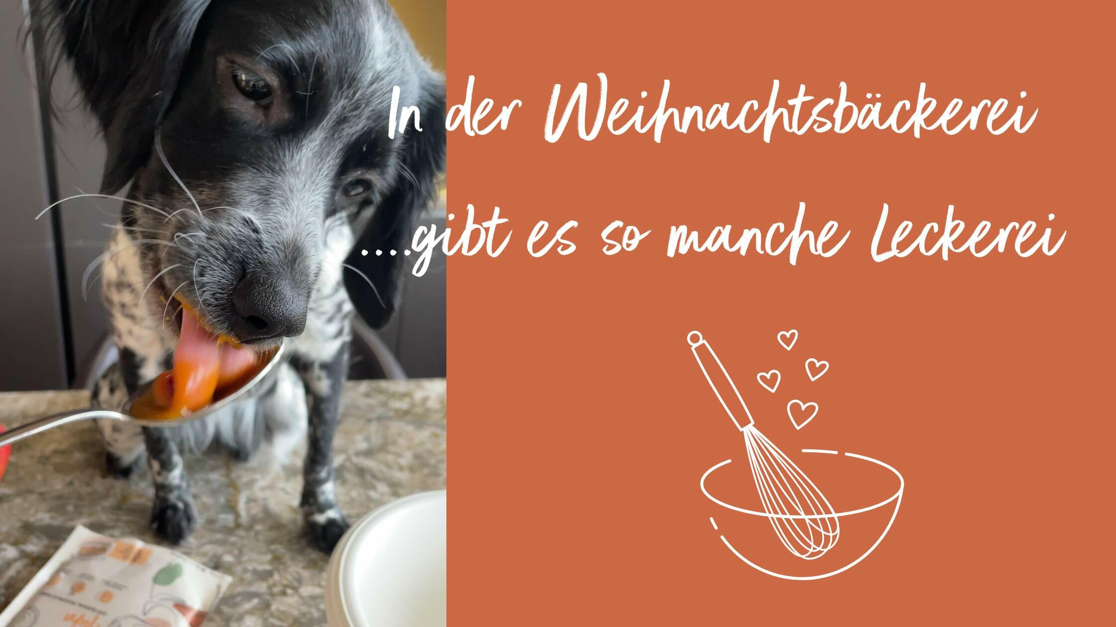 Hund schleckt Löffel beim Keksebacken ab
