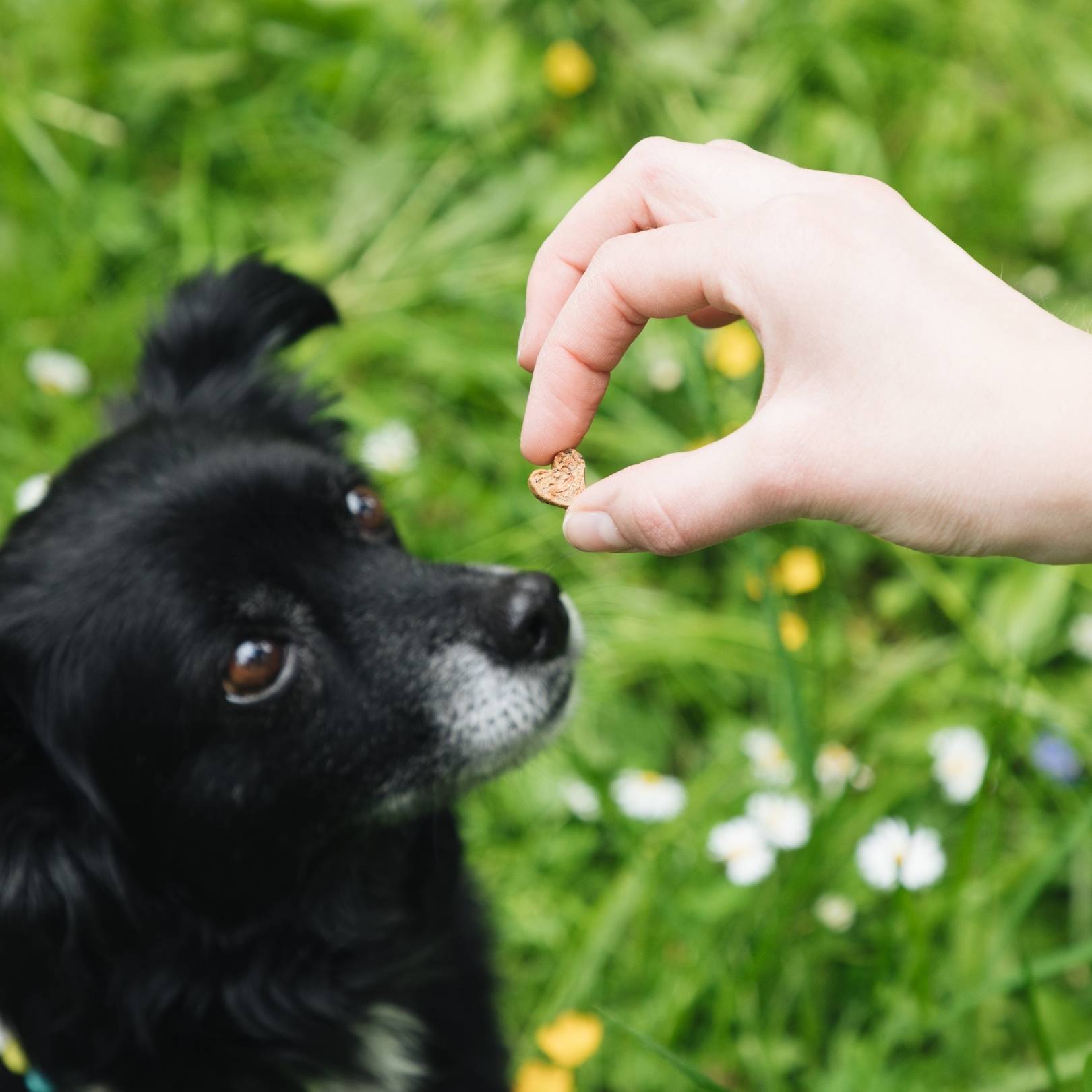 Süßer Dackel, davor eine Tüte der Hirschhappen Snacks