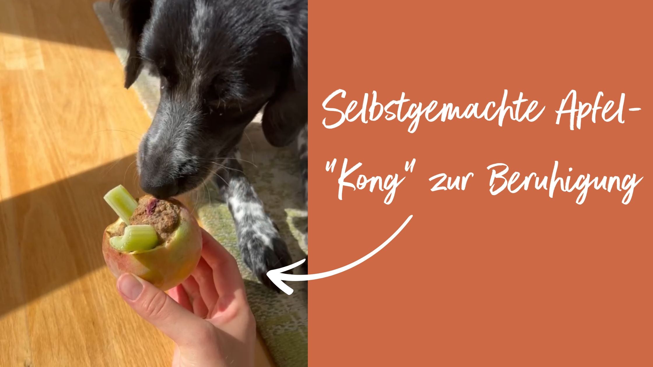 Schwarz-weißer Hund macht Platz und schnuppert an einem mit Nassfutter gefüllten Apfel - daneben Schrift 