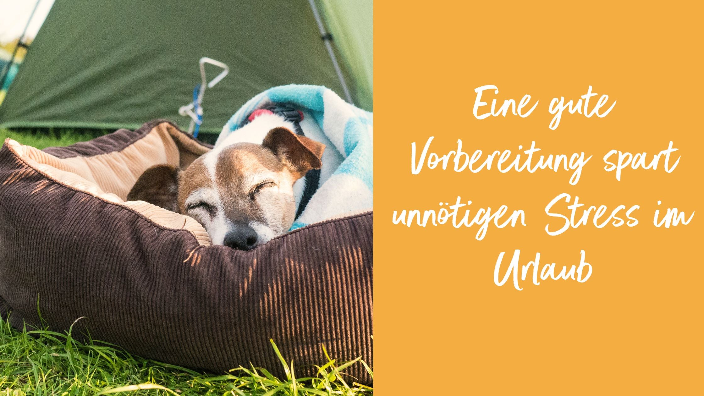 Hund schlaeft zugedeckt im Korb welcher vor einem Campingzelt im Grünen steht