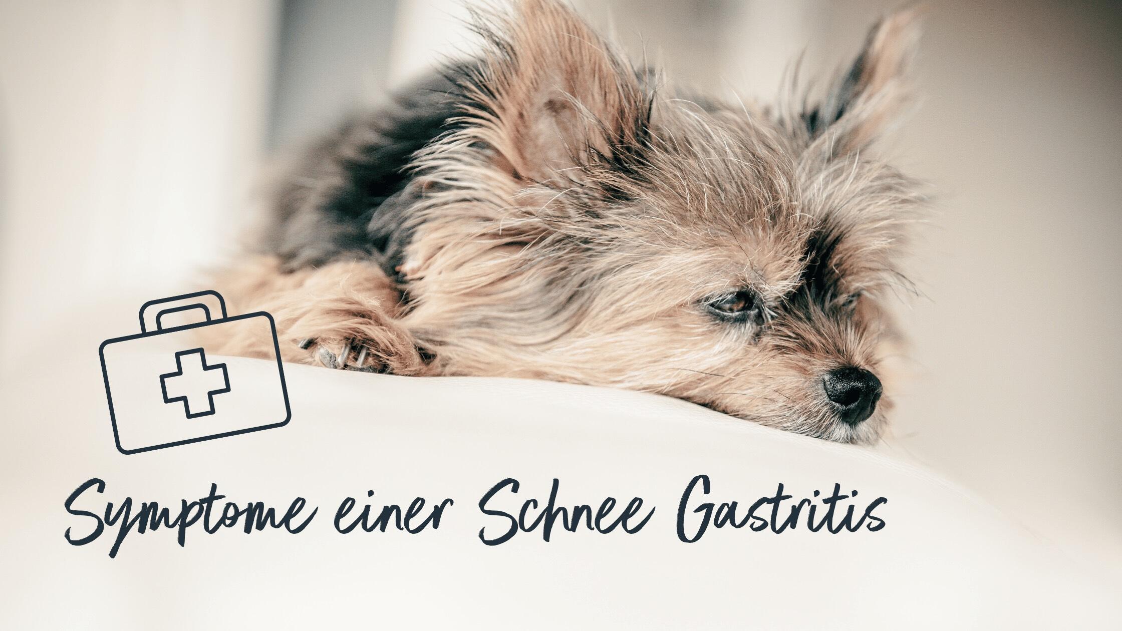 Schneegastritis beim Hund Symptome